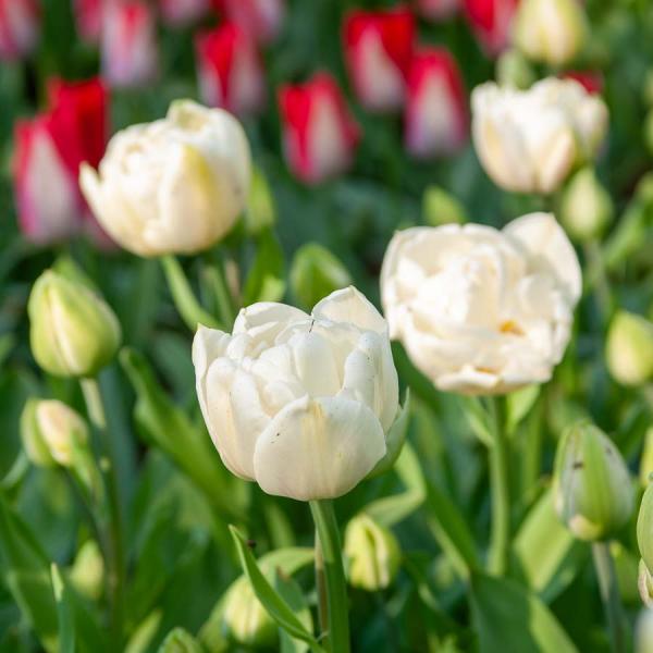 Bulbes à fleurs à planter à l'automne - Tulipe Mount Tacoma (x8) - face recto